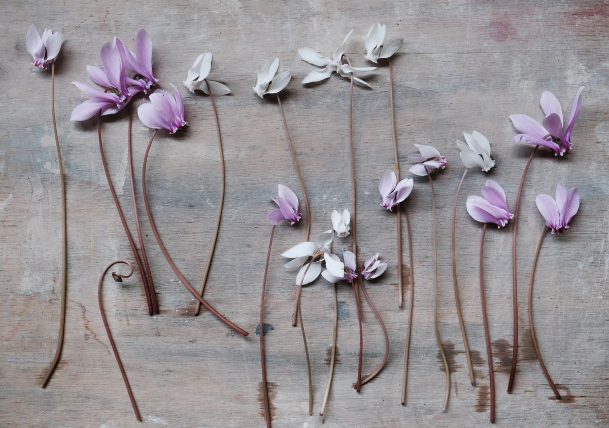 © Studio Cécile Daladier